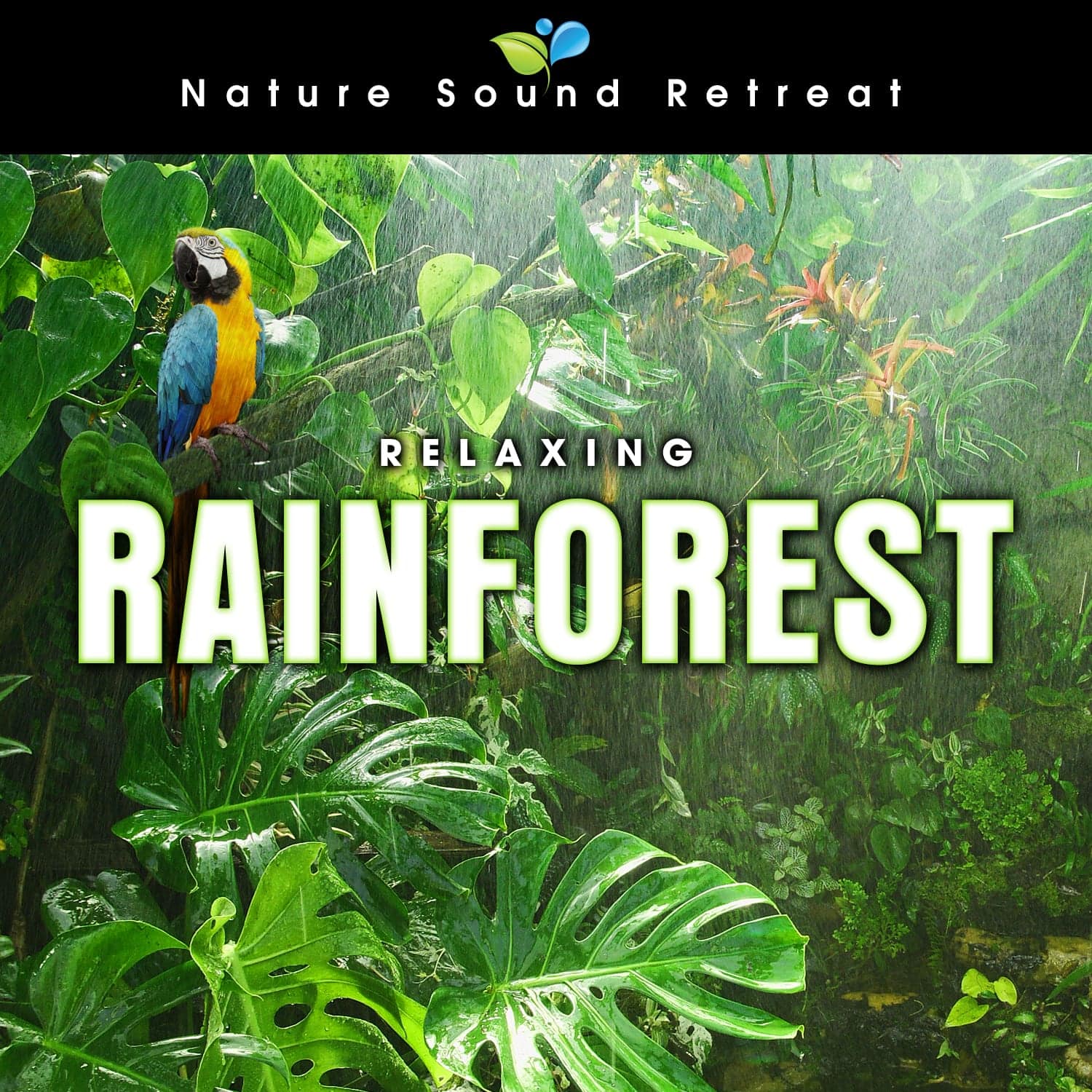 Relaxing Rainforest