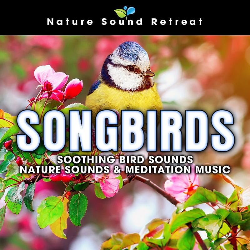 Songbirds: Soothing Bird Sounds