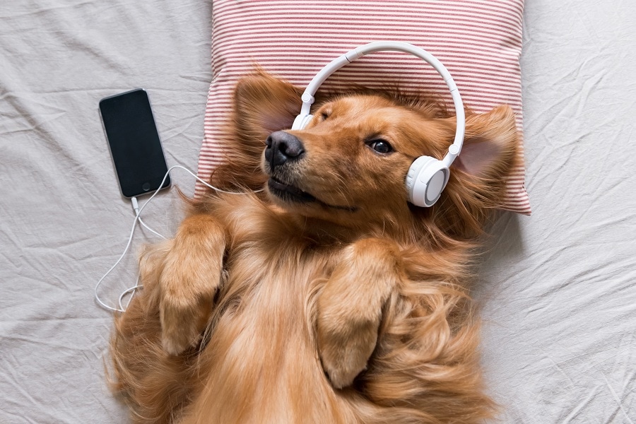 Music for Cats, Dogs, and Other Pets: Dispelling the Myths