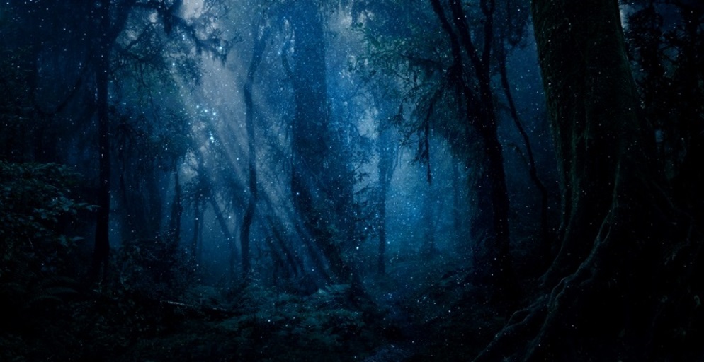 Moonlight streaming through a forest canopy