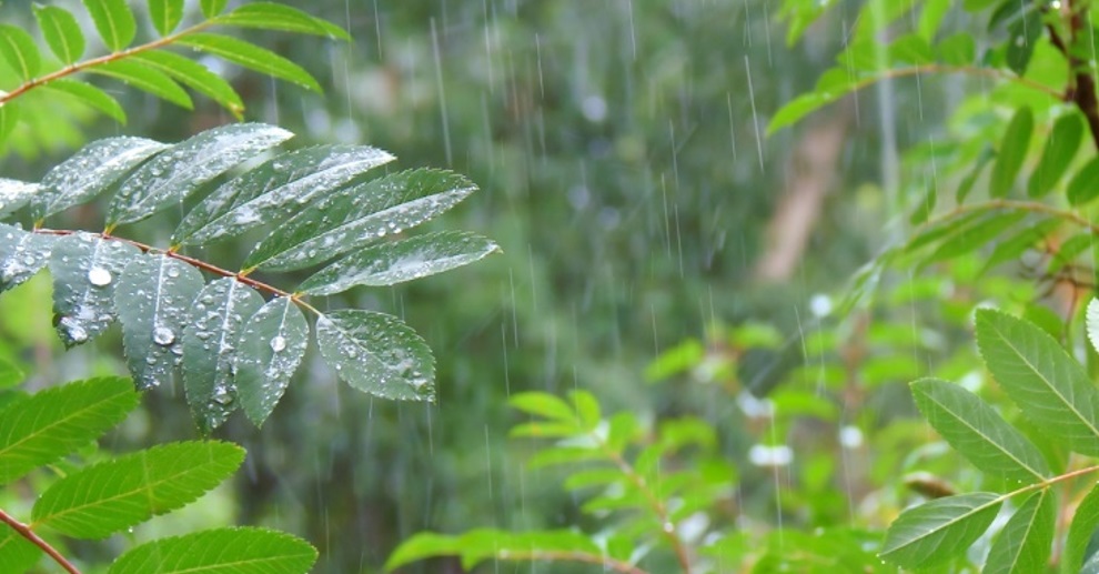 Summer rain shower in a dense forest
