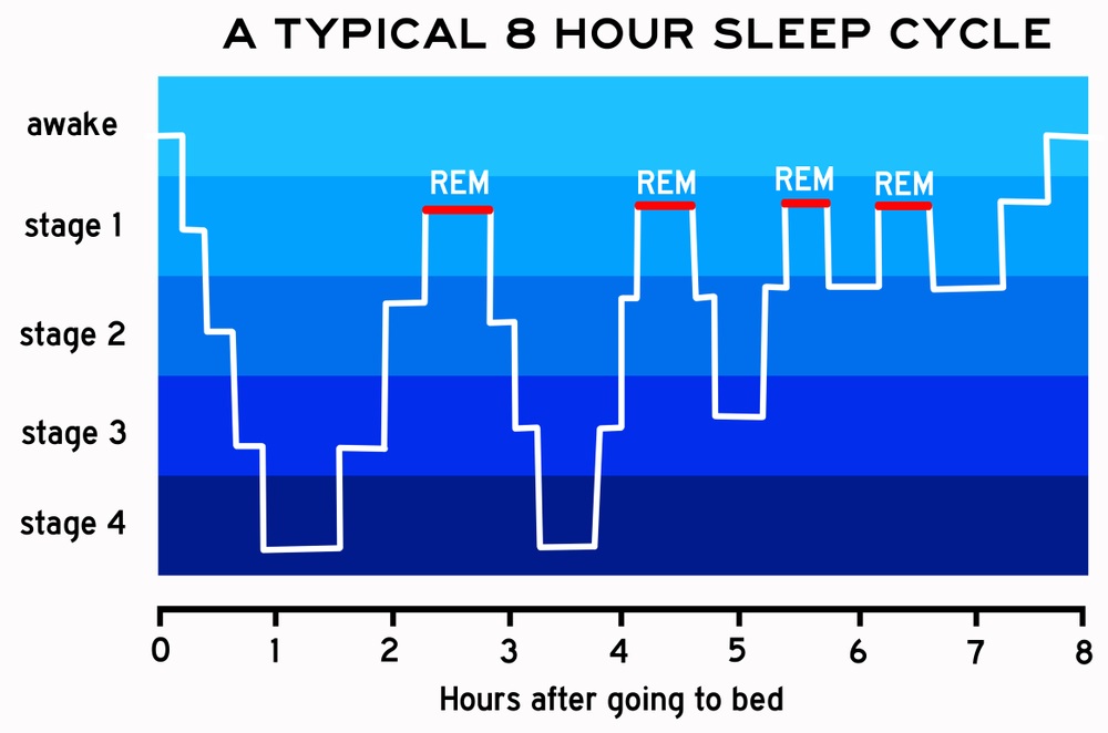 different steps of the night sleep cycle